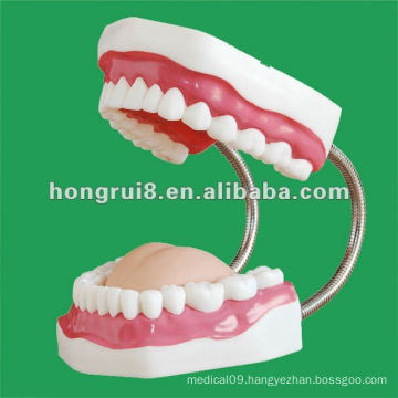 Dental care model (32 teeth),tooth care,natural tooth care